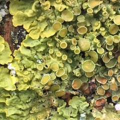 Xanthoria parietina
