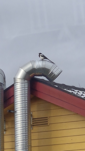 Eurasian Magpie