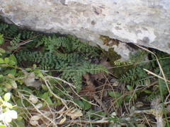 Asplenium fontanum