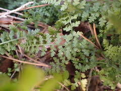 Asplenium fontanum
