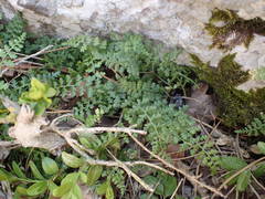 Asplenium fontanum