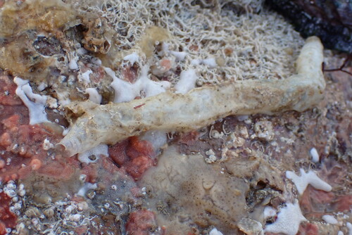 Chaetopterus observed 2026-10-01