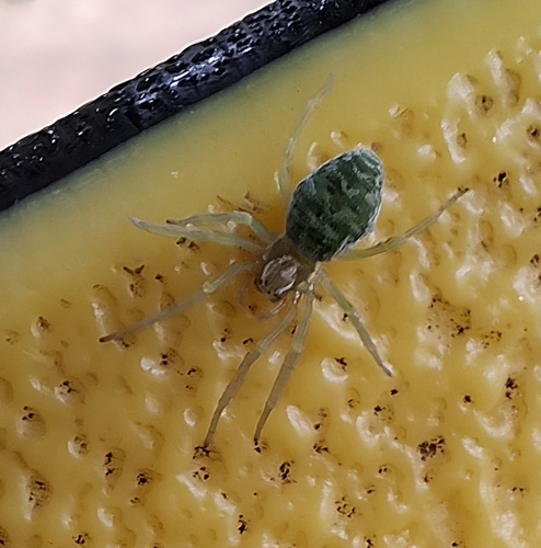 Green Meshweaver