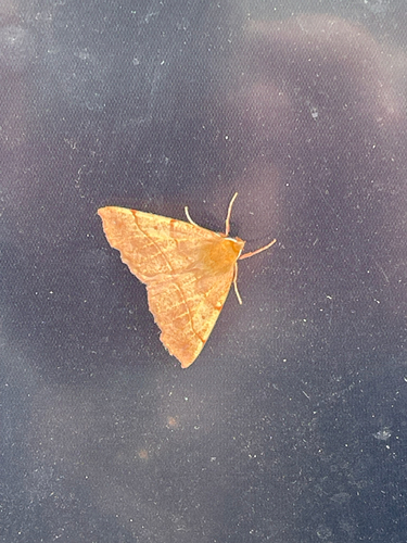 Feathered Thorn