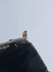 Phoenicurus phoenicurus