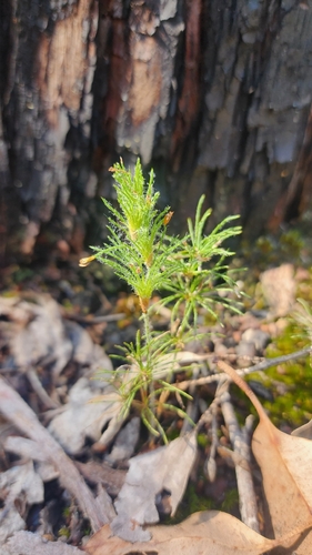 Desmocladus fasciculatus observed 2026-10-03