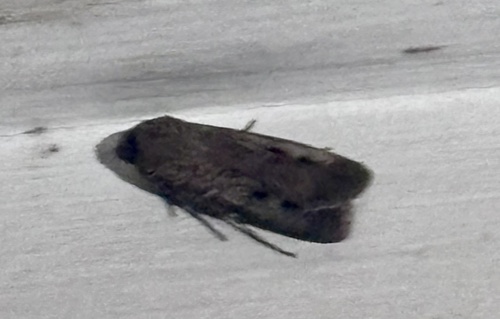 Bogong Moth
