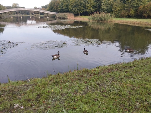 Canada Goose