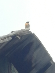 Phoenicurus phoenicurus