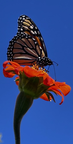 Monarch