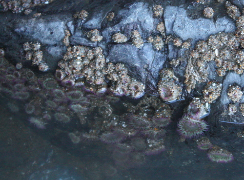 Anthopleura elegantissima