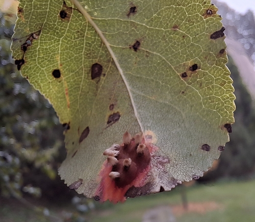 Pear Rust