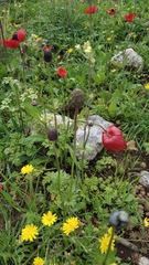 Anemone coronaria