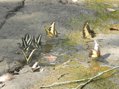 Heraclides androgeus