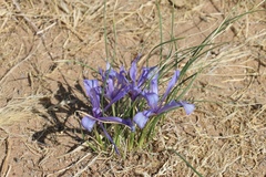 Iris tenuifolia