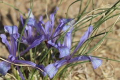 Iris tenuifolia