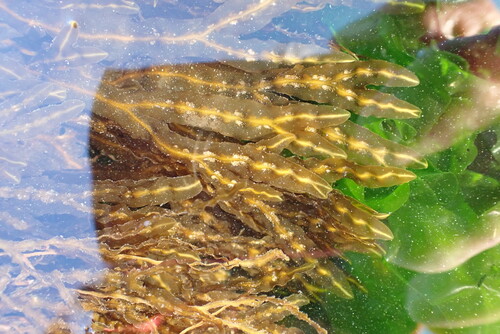 Dictyopteris polypodioides observed 2026-10-01