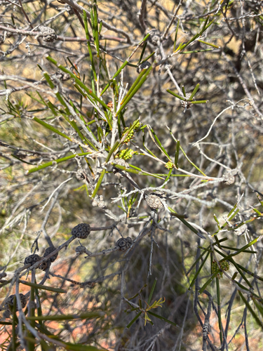 Melaleuca uncinata observed 2026-10-03