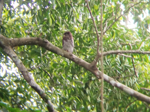 Bubo sumatranus, 2026-10-03