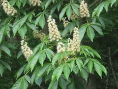 Aesculus turbinata