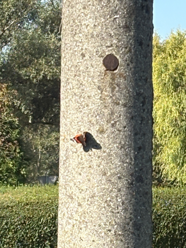 Red Admiral