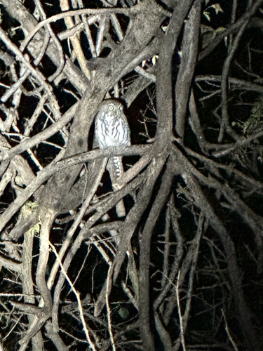 iNaturalist image