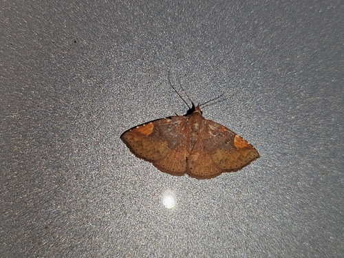 Pangrapta roseinotata