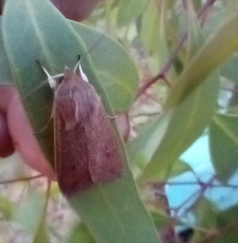 Australian Armyworm