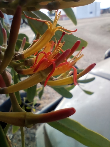 Long-flower Mistletoe