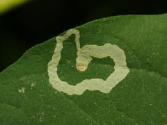 Aulagromyza cornigera