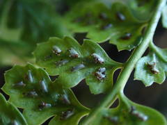 Asplenium foreziense