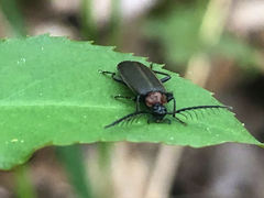 Schizotus cervicalis