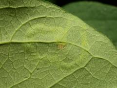 Aulagromyza cornigera