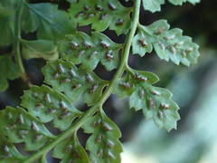 Asplenium foreziense