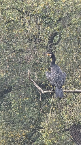 Great Cormorant