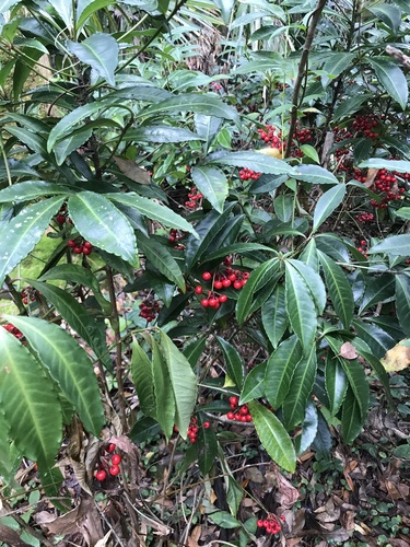 Ardisia image