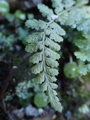 Asplenium foreziense