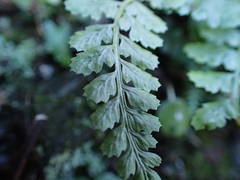 Asplenium foreziense