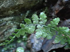 Asplenium foreziense