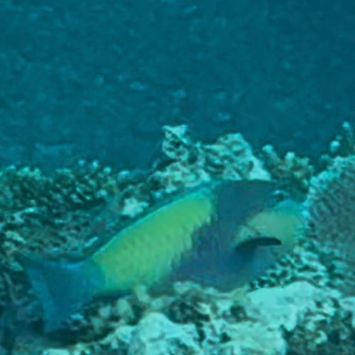 Chlorurus japanensis observed 2026-10-03