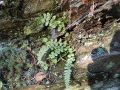 Asplenium foreziense