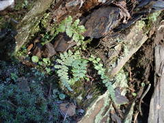 Asplenium foreziense