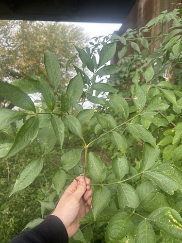 European black elderberry