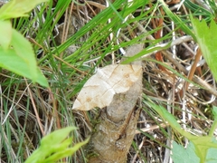 Endropiodes indictinaria