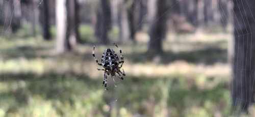 Cross Orbweaver