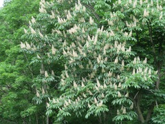 Aesculus turbinata