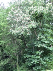 Aesculus turbinata