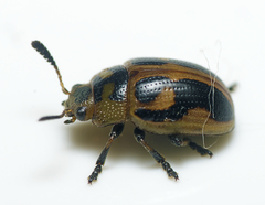 Calomela crassicornis