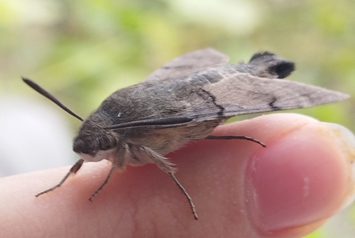 Eurasian Hummingbird Hawkmoth