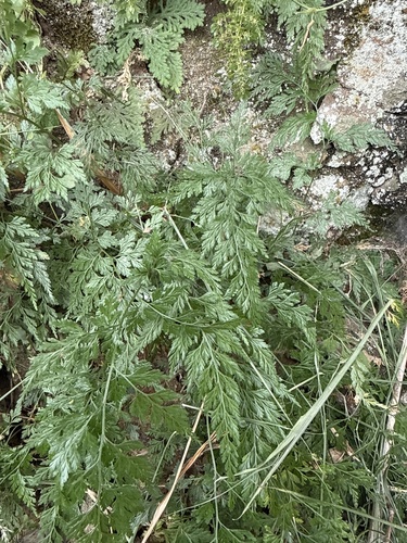 Onychium japonicum observed 2026-10-03